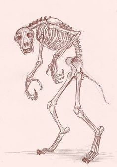 a drawing of a skeleton walking