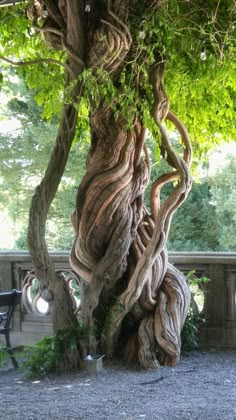 an old tree with vines growing on it