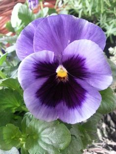 a close up of a purple flower with green leaves