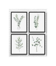 four framed botanical prints in black and white, each with different plants on the wall