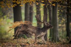 a deer with antlers on it's back walking through the woods in autumn