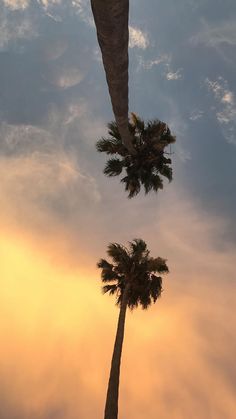 two palm trees in front of a cloudy sky with the sun behind them and one tree reaching up into the air