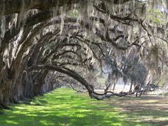 the trees are covered in moss and hanging from the branches with spanish moss on them