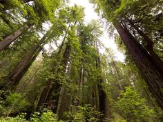 tall trees stand in the middle of a forest