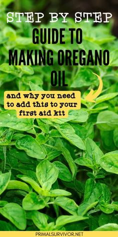 green plants with the title step by step guide to making oregano oil and why you need to add this to your first aid kit