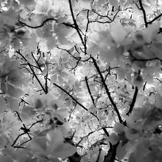 black and white photograph of tree branches with flowers