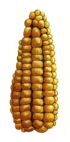 an image of corn on the cob drawn in colored pencils and watercolor