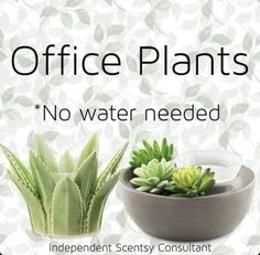 an advertisement for office plants with succulents in a bowl and another plant