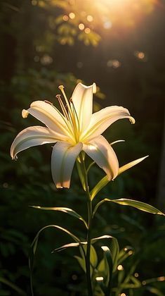 a white flower with the sun shining in the background