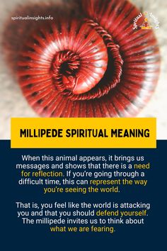 Did you find a millipede at some specific time in your life and thought it was a sign? Perhaps you weren’t wrong about this, as animals and insects have meanings, as do their appearances.