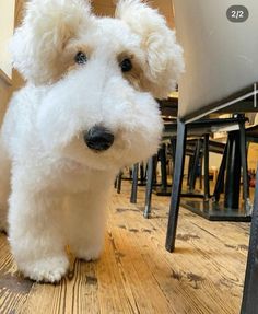 a small white dog standing on top of a wooden floor