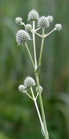 a plant with white flowers in front of a blurry background