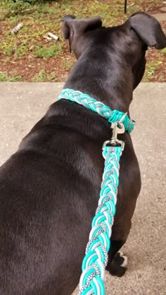 a black dog wearing a blue and white braided collar on concrete area next to grass