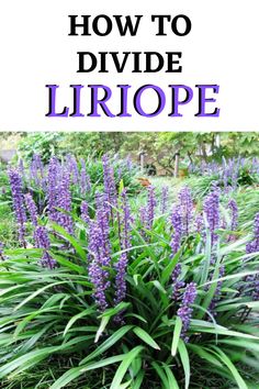 purple flowers growing in the grass with text overlay that reads how to divide liriope