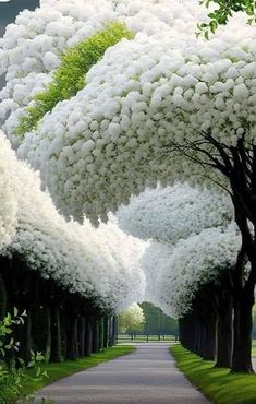 the trees are lined with white flowers on each side of the road, and there is no one in them