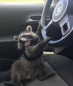 a raccoon sitting in the driver's seat of a car and holding its paw up