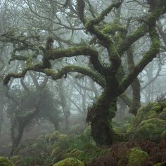 moss covered trees in the middle of a foggy forest