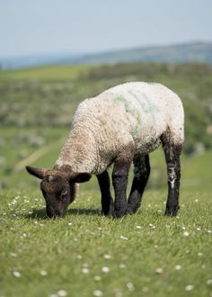 a sheep grazing on grass in a field