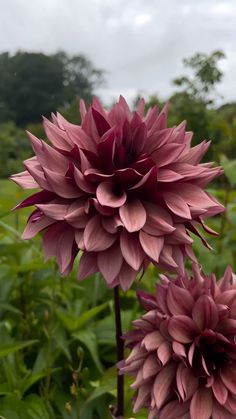 two large pink flowers in the middle of a field