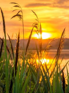 the sun is setting behind some grass by the water's edge with mountains in the distance