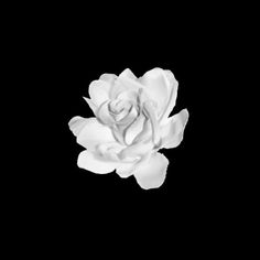 a single white rose on a black background