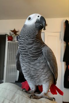 a gray and white parrot sitting on top of a bed