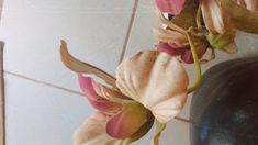 some pink flowers are hanging from a wall