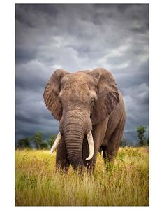 an elephant standing in tall grass under a cloudy sky