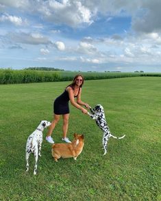 a woman is playing with three dogs in the grass