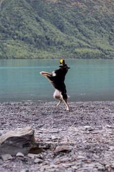 a black and white dog jumping up to catch a frisbee in the air