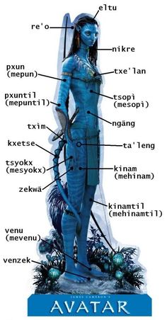 an image of the anatomy of a woman's body and its parts in blue