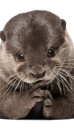 an otter with the words let everything that has breathe praise him