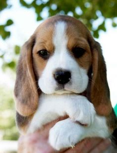 a person holding a puppy in their hands