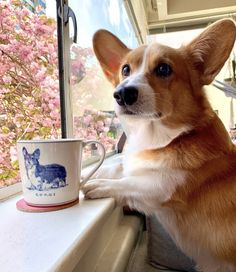 a corgi dog sitting on a window sill next to a coffee cup