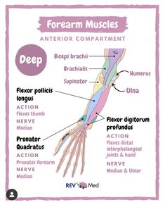 the muscles and their functions are labeled in this diagram, which shows how they work