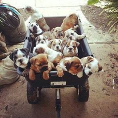 there are many puppies in the cart