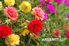 colorful flowers are blooming in the garden