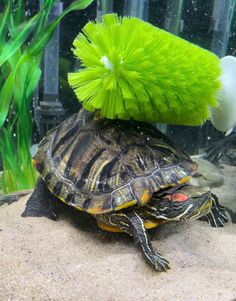 a turtle cleaning itself with a green brush on its head and sitting on top of it's shell