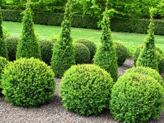 the topiary bushes are lined up in rows