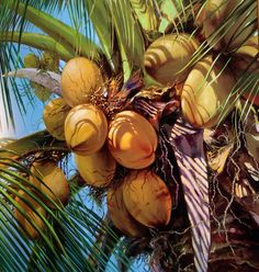 the coconuts are still on the tree and ready to be picked from the tree