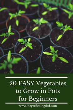 small pots filled with plants and the words, 20 easy vegetables to grow in pots for beginners