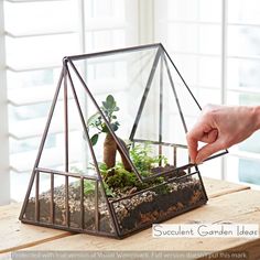 a person is holding a plant in a glass container on a wooden table with windows behind it