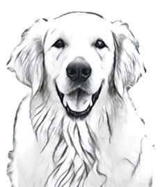 a drawing of a white dog with black eyes and long, curly hair is shown