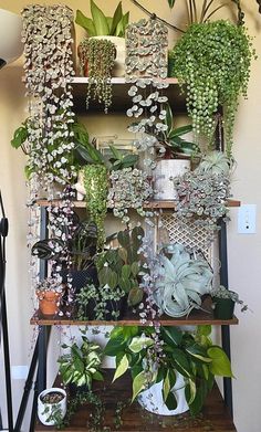 a shelf filled with potted plants on top of a wooden table