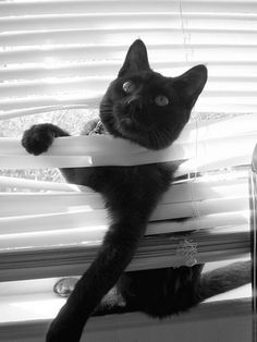 a black cat sitting on top of a window sill