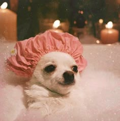 a small white dog wearing a pink hat in a bathtub with candles around it