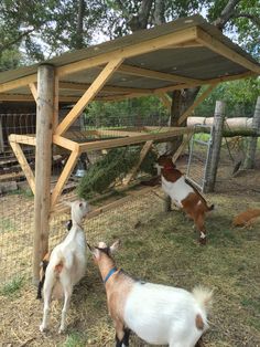 two goats and one goat are standing under a shelter