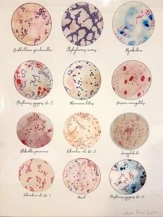 a group of different types of cells on a white surface with writing underneath them in black and red ink