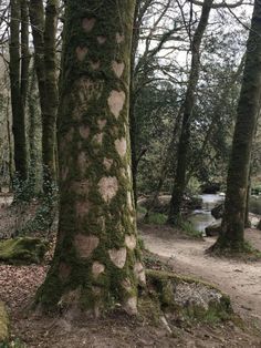 the trunk of a large tree covered in green mossy lichen next to a river