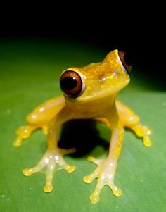 a yellow frog sitting on top of a green leaf